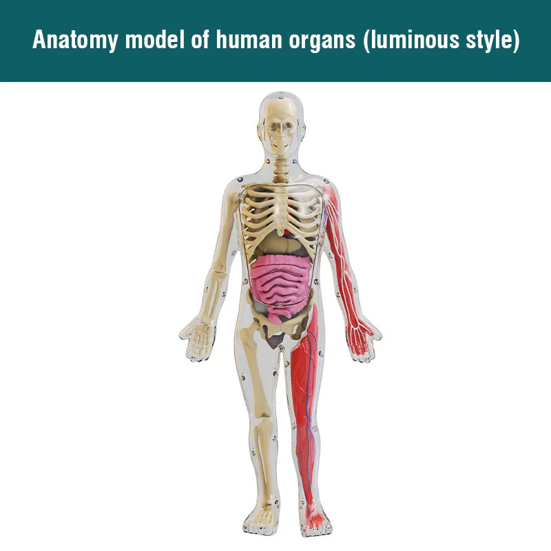 Glamorous Fati™ Clear Anatomy Model