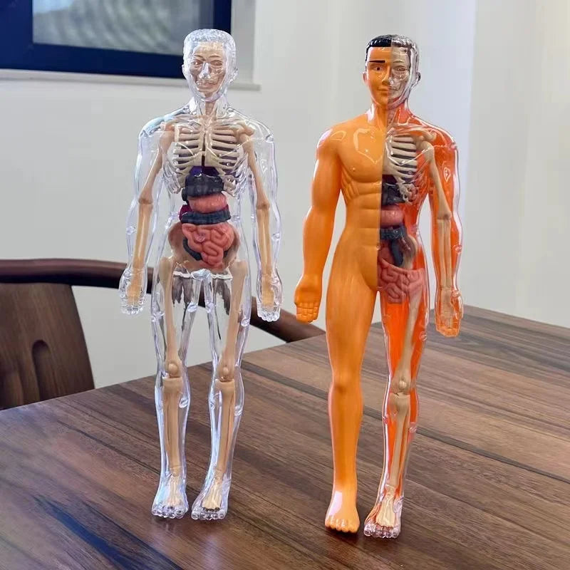 Glamorous Fati™ Clear Anatomy Model
