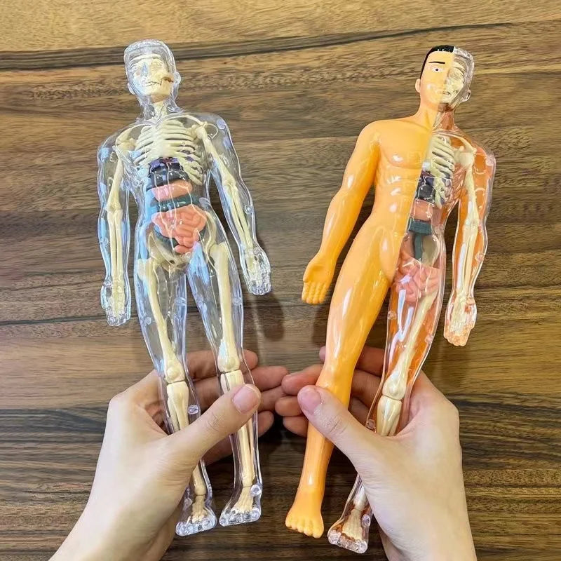 Glamorous Fati™ Clear Anatomy Model
