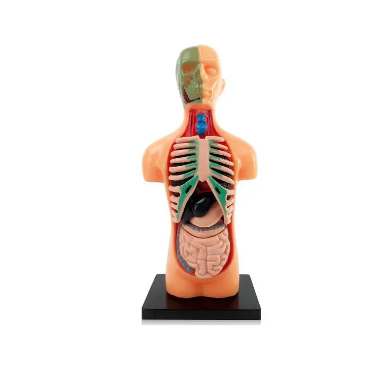 Glamorous Fati™ Clear Anatomy Model