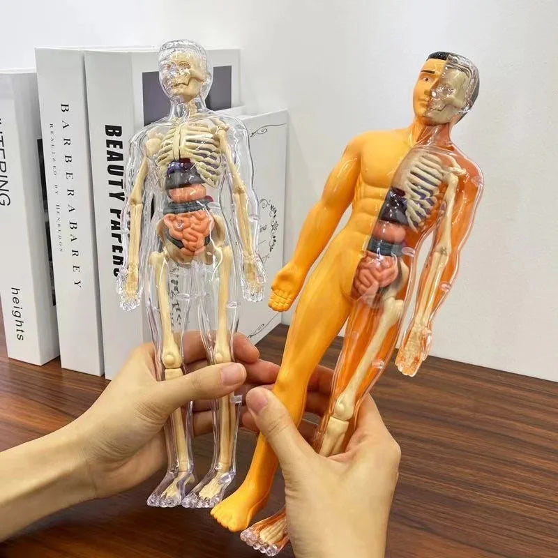 Glamorous Fati™ Clear Anatomy Model