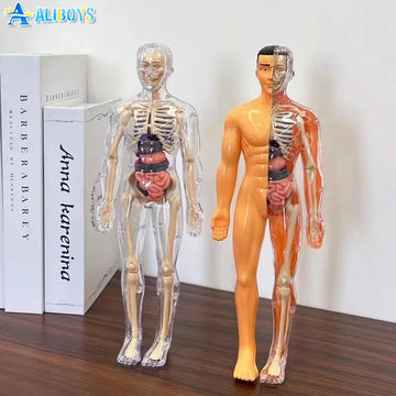 Glamorous Fati™ Clear Anatomy Model