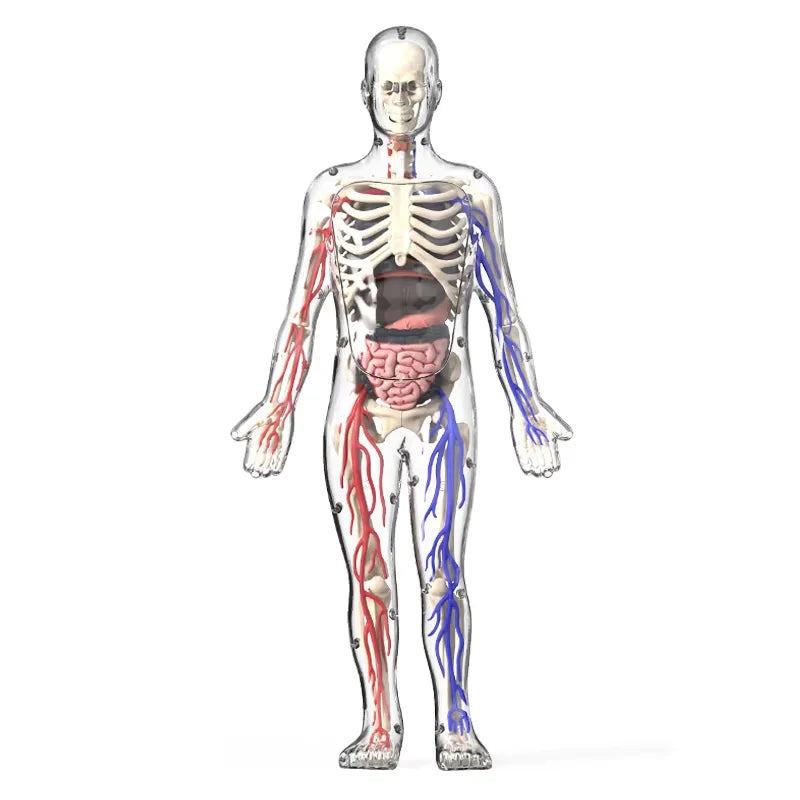 Glamorous Fati™ Clear Anatomy Model