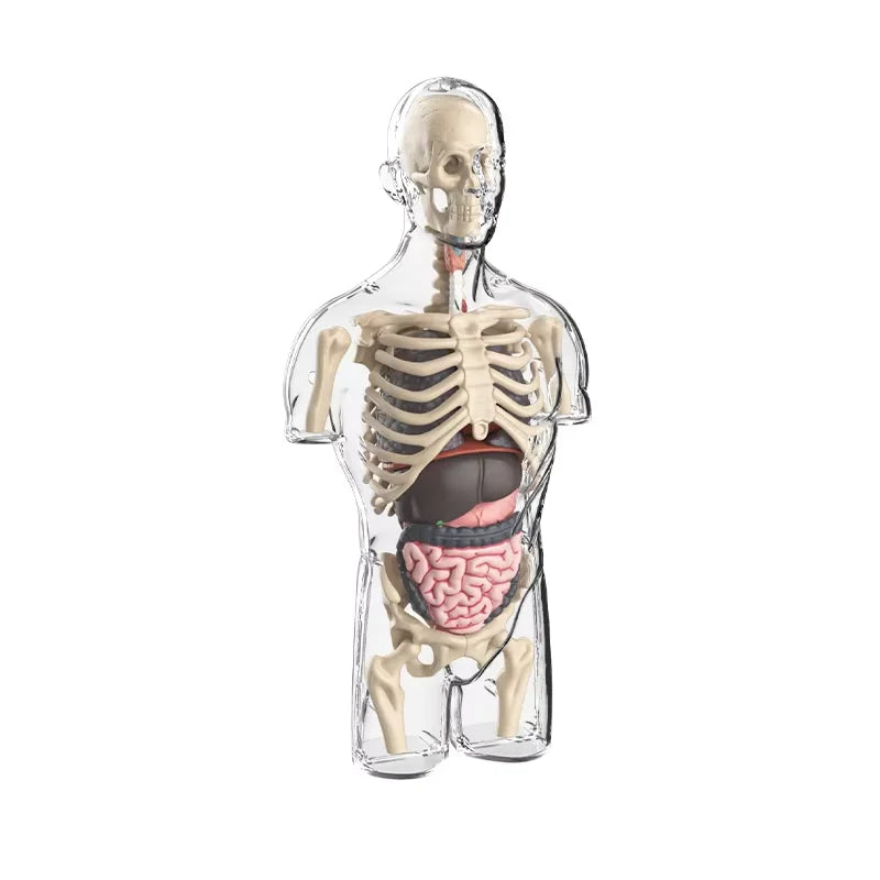 Glamorous Fati™ Clear Anatomy Model