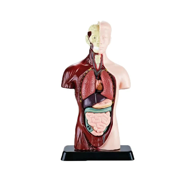 Glamorous Fati™ Clear Anatomy Model